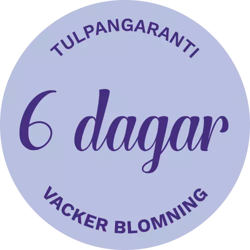 badge tulpangaranti 6 dagar vacker blomning