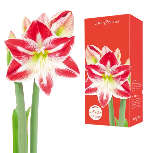 tvåfärgad amaryllis i röd och vit med presentförpackning