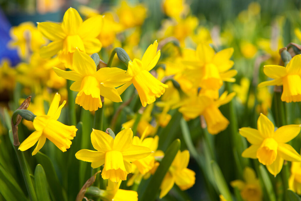 gula påskblommor