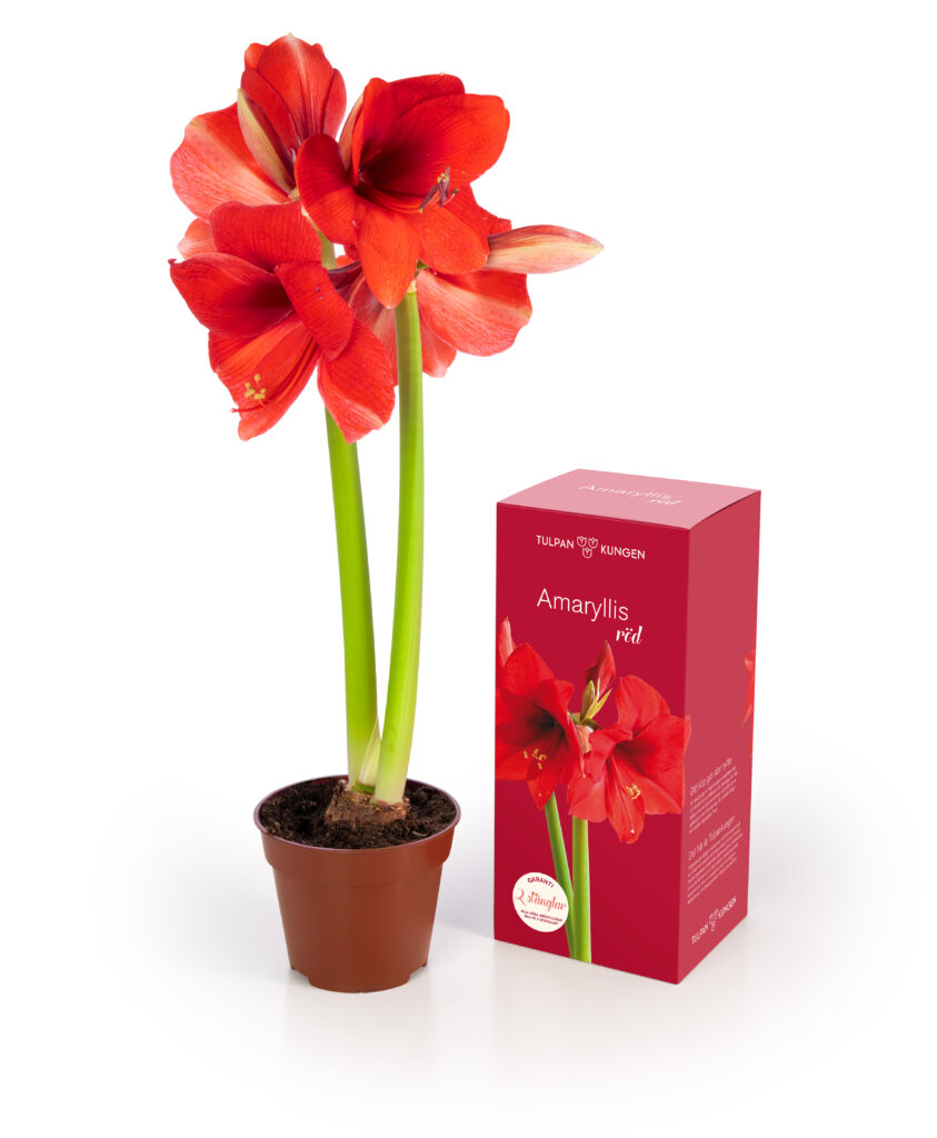 Röd amaryllis
