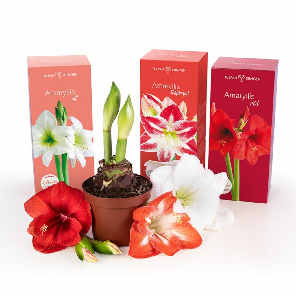Amaryllis