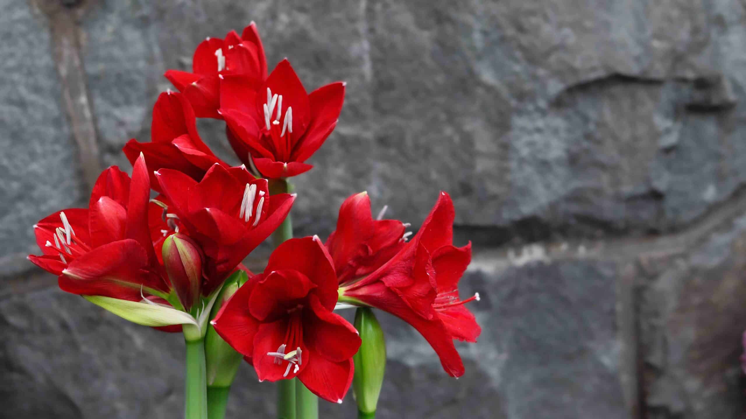 blommor att sälja med föreningen