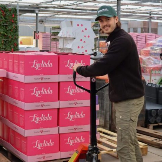 jacob packar tulpaner