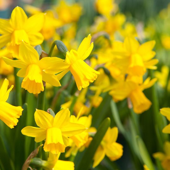 gula påskblommor