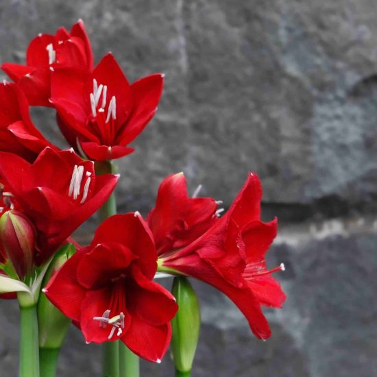 blommor att sälja med föreningen